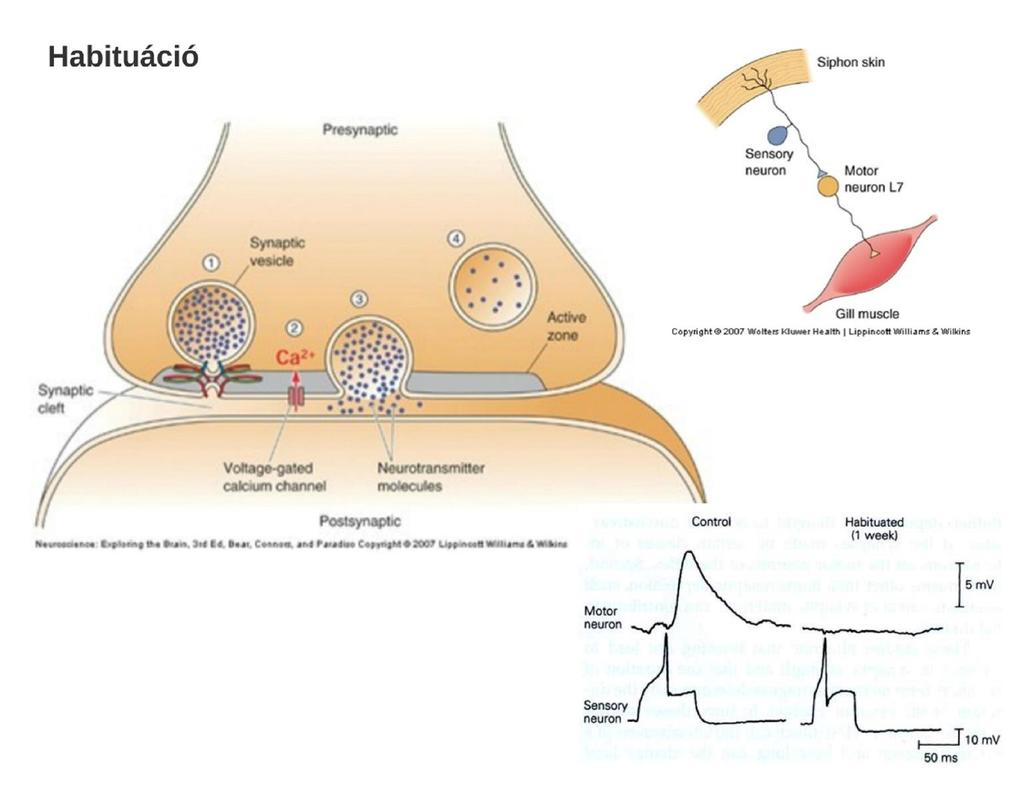 Posztszinaptikus Membrán LTD: Ismétlődő stimuláció csökkenti a