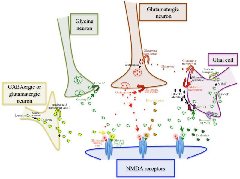 NMDA receptor: