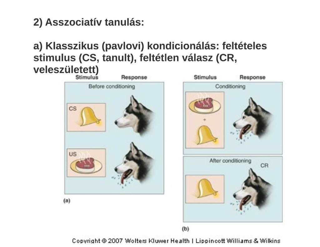 a) Klasszikus (pavlovi) kondicionálás: Feltétlen stimulus (US, táplálék, veleszületett),