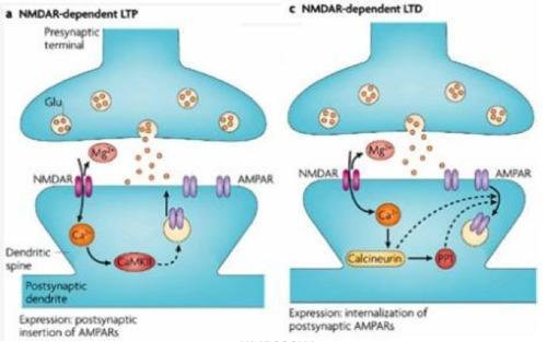 Long term depression (LTD)