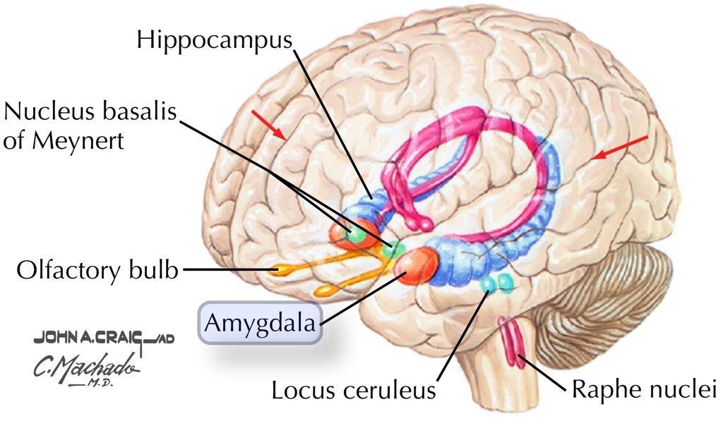 A hippocampusban csak rövid-középtávon tárolódik a memória.