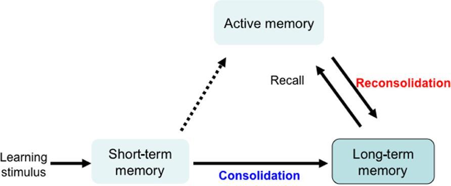Memória előhívása (dinamikus folyamat): Részleges stimuláció is kiváltja a tanult viselkedést Kóros verzió: poszttraumás stressz szindróma