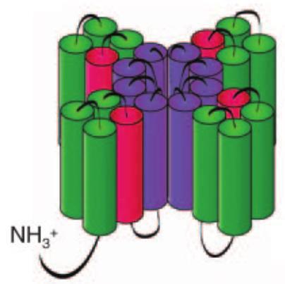 5, SCN5A Járulékos alegységek: Navβ1, 2, 3 (SCNB1, 2, 3) Funkciók: