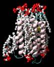 Receptor molekula: opszin és a fény hatására leváló kromófor.