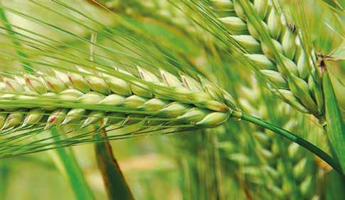 G pavilon 4 Hungar Agri-Tech Kft. 402E KARINTIA Kereskedelmi, Mezőgazdasági ÁBER Gabonatechnika Kft. 403I és Szolgáltató Kft. 404C Agrárin Kft. 201B Kézker Szolgáltató Kereskedelmi Agrár Pláza Kft.