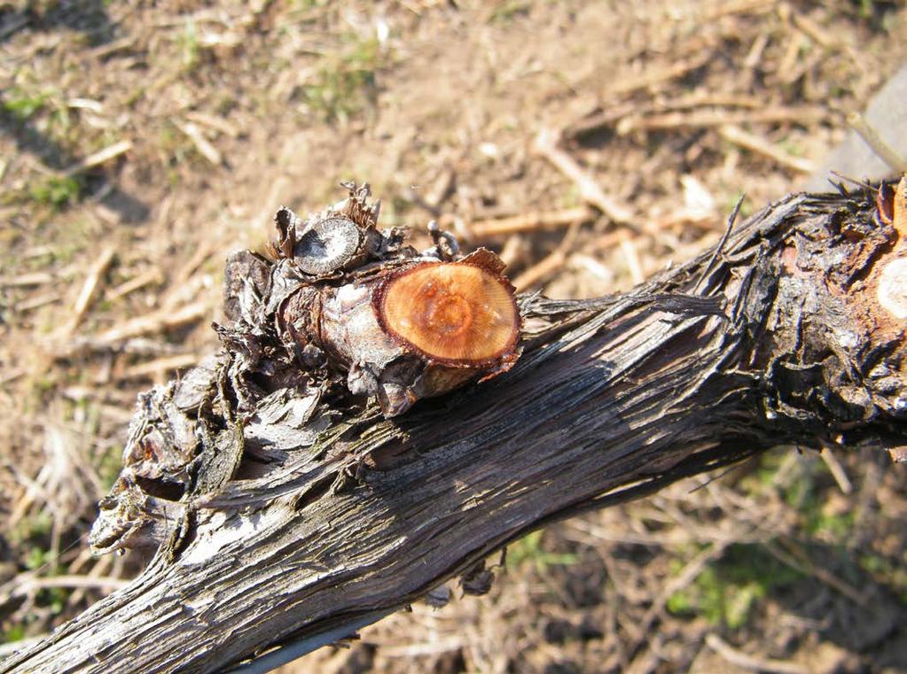 A Trichoderma fajok és további biokontroll ágensek használata 64-70 C-os csúcshőmérsékleten 21 napon át tartó fermentálás általában biztosítja a kórokozó gombák számának csökkenését (kimutatási