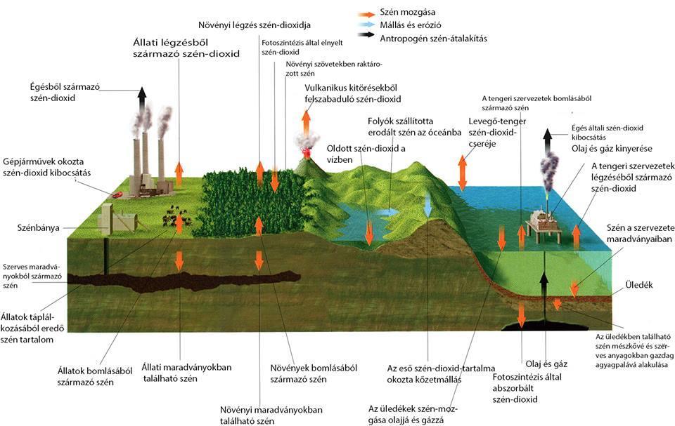 2.5. A talajok szénmegtartó képessége A természetben előforduló vegyületek alapvető építőeleme a szén, a földi élet alapja. Ebből kiindulva a szerves-vegyületeket, a szén vegyületeinek is nevezik.