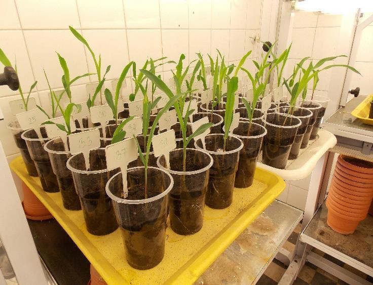 A vizsgálatok során a biomassza adatok vizsgálata mellett, a talajmintákból mikrobiális enzimaktivitás (dehidrogenáz-, fluoreszcein diacetát)