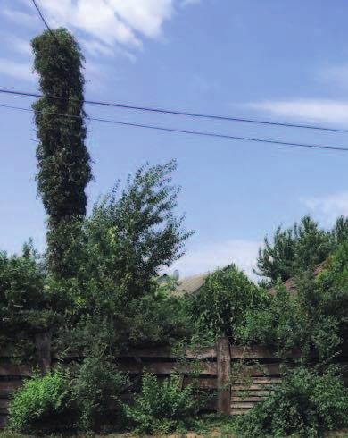 Érdemes a falura jellemző, de kevés gondozást igénylő gyümölcsfát ültetni, valakinek biztos, hogy örömet fog okozni, legyen az akár a gazda, akár egy iskolából hazasétáló srác.