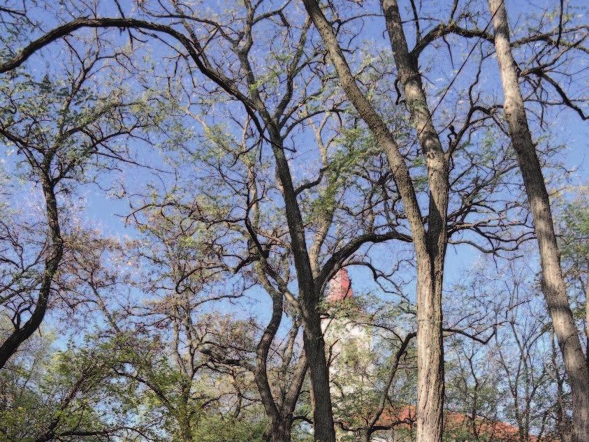 1 POLGÁRMESTERI KÖSZÖNTŐ Felcsút községben az elmúlt századokból számos értékes építészeti és természeti örökség maradt fel, melyet a közelmúltban létrehozott építészeti remekek egészítenek ki.