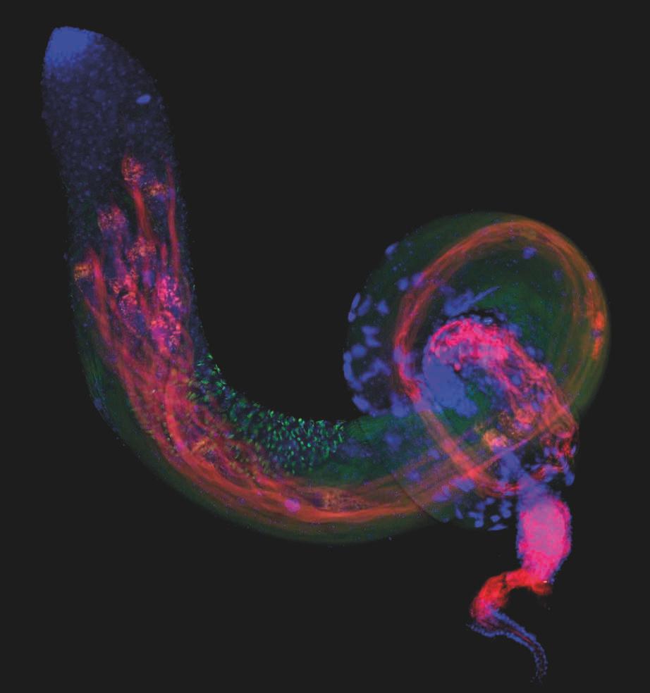 A kép az ecetmuslica hímivarsejtképződésének a stádiumait teszi láthatóvá a sejtszervek fluoreszcens jelölésével.