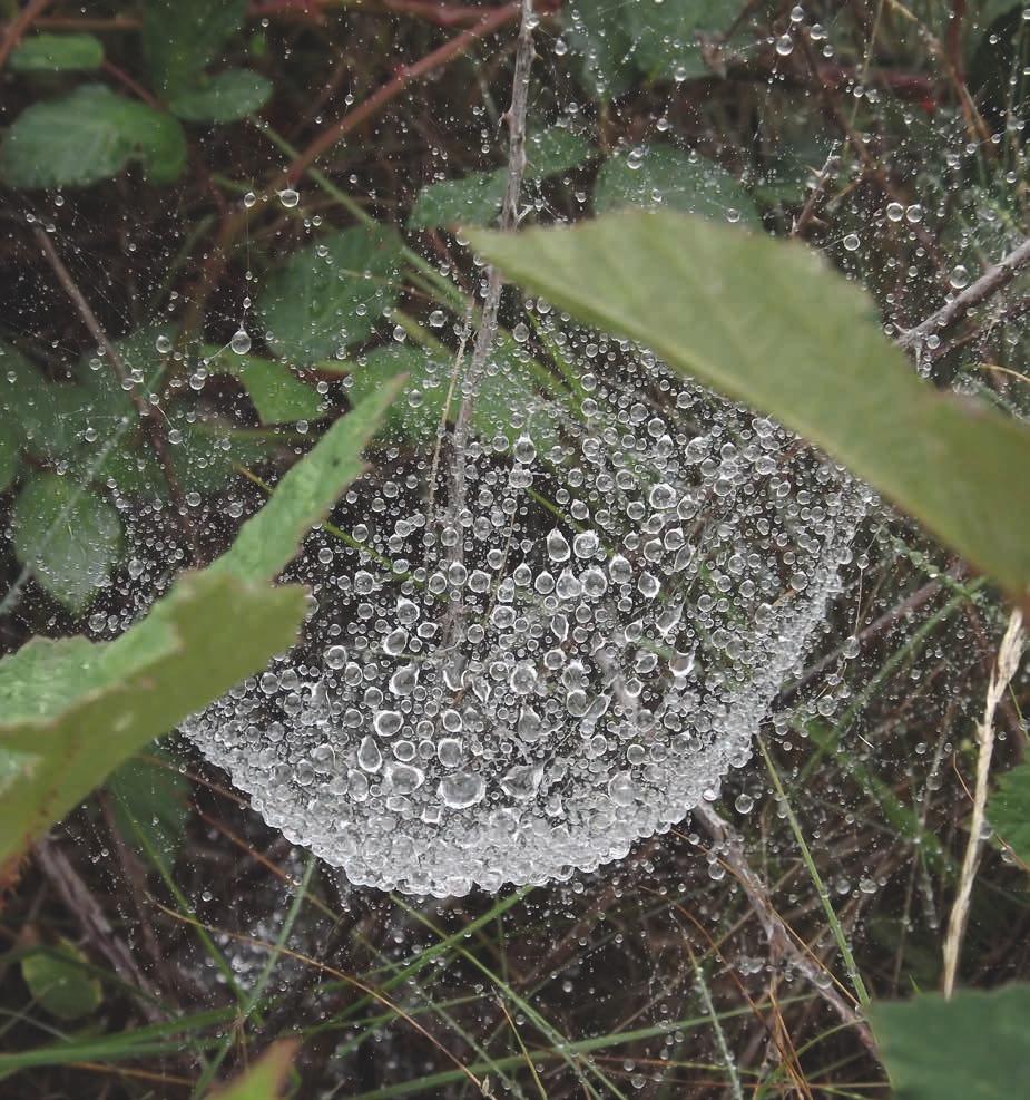 A 2018 júliusában az Erdélyi középhegységben készült kép a folyadékok tulajdonságain túl karunk életét is tükrözi: a (pók)hálózatban a parányi cseppek az egyéneket és a kis csoportokat