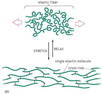 1.3. Elasztin Az elasztin rugalmas kötőszöveti fehérje. Működésének alapja, hogy széthúzása után visszanyeri eredeti alakját.