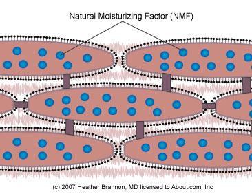 1.5. NMF Az NMF mozaikszó nedvességmegkötő faktorokat jelent. A nedvességmegkötő faktorok a bőr hámrétegében, a laphámsejtek belsejében elhelyezkedő kisebb molekulák.