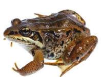 1 Kilenc híres ellenálló 2 FA-BÉKA (WOOD FROG) A barnás-rozsda színű 5-7 cm hosszú, nagy hideget toleráló Fa-béka (Lithobates sylvaticus) Észak-Amerikában, Kanadában és Alaszkában honos.