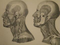 [FRORIEP, ROBERT FRIEDRICH]: Roberti Froriepi Atlas Anatomicus.