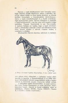 A galoppsport kézikönyve. A M. Lovaregylet fogadási-szabályaival Bp., (1912.) Schenk Ferenc (Márkus Samu ny.) 271 p. Egyetlen kiadás! A 2.