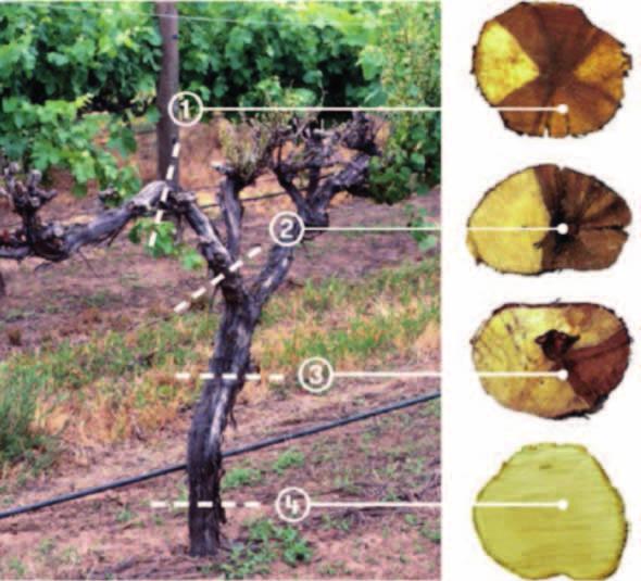 3. ábra A szőlő tőkebetegségek kórokozóinak előrehaladása a kordon felől a törzs alapi részéig (1-3: tünetes fás részek, 4: tünetmentes fás rész) (Sosnowski, 2016) vagy permetezéssel is