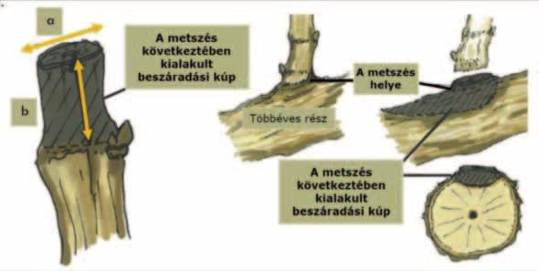 A biokontroll ágensek (pl. Trichoderma spp.) és a természetes molekulák (pl.