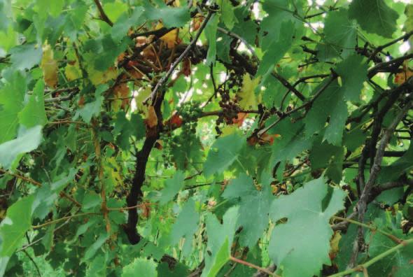 képest minimális metszésben részesítettek esetén alacsonyabb a fás részek elhalása, az Esca-betegség előfordulása (levéltünetek), a kórokozó gombák diverzitása és a fertőző tőkebetegségeket kiváltó