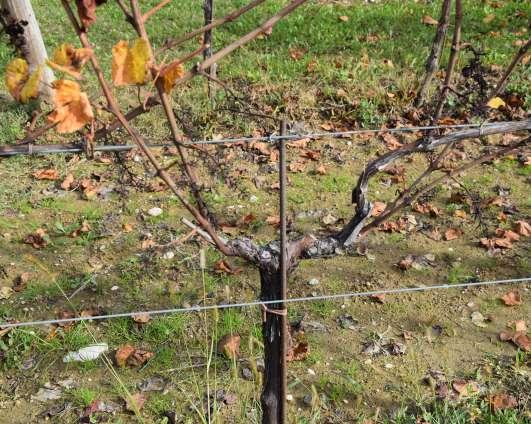 2- Innovatív/alternatív metszési eljárások Napjainkban az európai bortermelő vidékeken egyre szélesebb körben alkalmazzák a szőlő nedvkeringését is figyelembe vevő