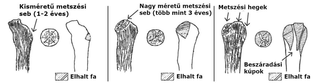 /b ábra), ami megnövelheti a GTD fertőzési arányát (Úrbez-Torres and Gubler, 2010) és károsíthatja a növényi nedvkeringést (Crespy, 2006).