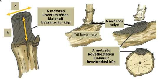 A faszövet elhalása csökkentheti a víz levelek felé történő szállítását a farészen keresztül (Maher et al.