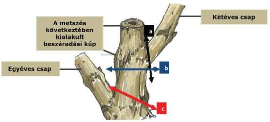 /a ábra) és a szőlőnövény működőképes nedvkeringésének fenntartása, mely a metszés következtében a fás részekben kialakuló beszáradások (beszáradási kúpok) kikerülésével lehetséges.