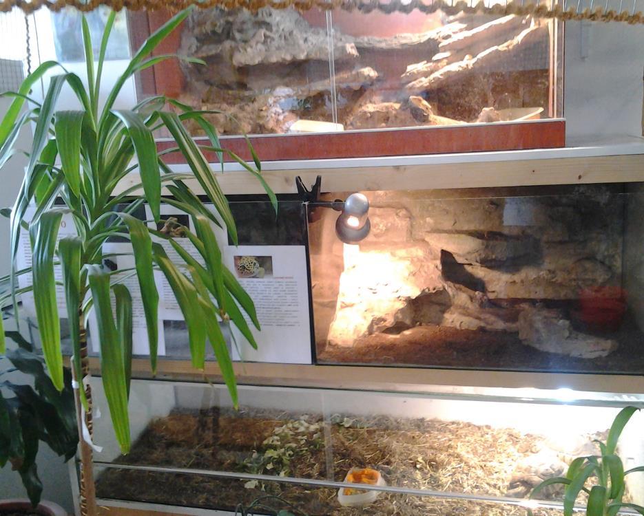 NEM SZERETEM ÁLLATOK ÉS A ZOO- OVI PROGRAM A Csicsergő Gyerekekért Alapítvány adományaként több terráriumban gondozunk hüllőket, szakállas agámákat, gekkókat, teknősöket.