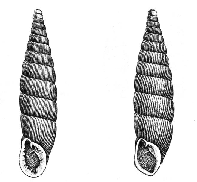 Az azonos biotópból (Balatonföldvár) származó Alinda biplicata és Laciniaria plicata nyúltság (H/W) értékeinek (3,6 4,8 mm) összehasonlító diagramja 9. ábra.