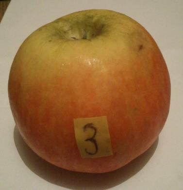 kép) Származás Elterjedés: a Golden Delicious alapfajtát, az Amerikai