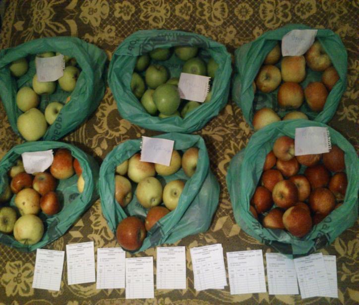 161,46 22,70 3 Golden Delicious 80 13,03 11,06 0,37 147,75 29,76 4 Granny Smith 30 13,97 11,26 0,91 203,61 12,37 5 Elstar 60 14,40 11,35 1,19 233,00 9,50 6 Braeburn 65 13,50 11,16 0,47 158,60 23,74