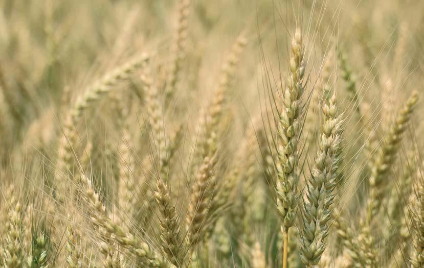 * ** *** **** Őszi búza, rozs, triticale: utolsó felhasználás: virágzás vége Őszi és tavaszi árpa, zab: utolsó felhasználás: virágzás kezdete Virágzó kultúrákban vagy mézharmat és virágzó