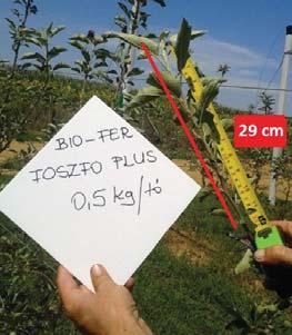 Bio-Fer technológiai javaslata az ültetvények telepítéséhez a következő: 2-3 t/ha Bio-Fer Natúr vagy Bio-Fer Natúr Extra talajba dolgozva, ültetés