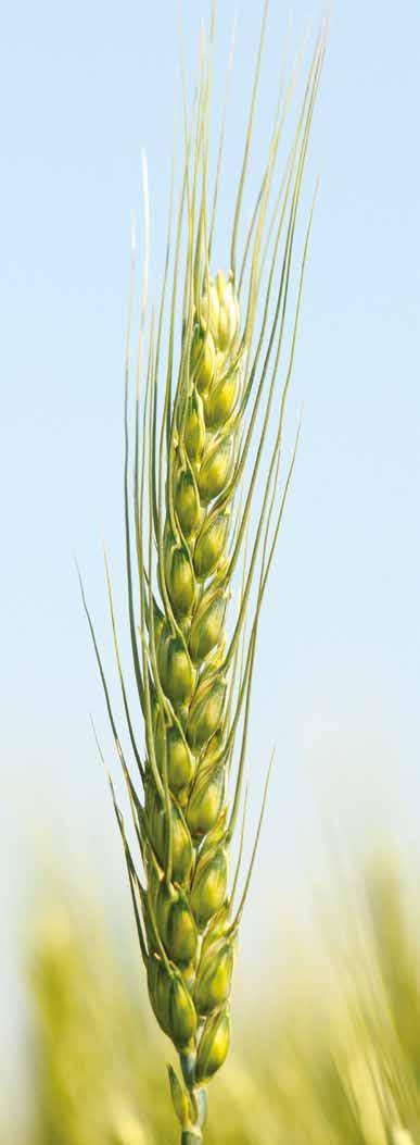 MV ISPÁN ŐSZI BÚZA Intenzíven és gazdaságosan termeszthető fajta, melyet magas termésszint és stabil malmi minőség jellemez.