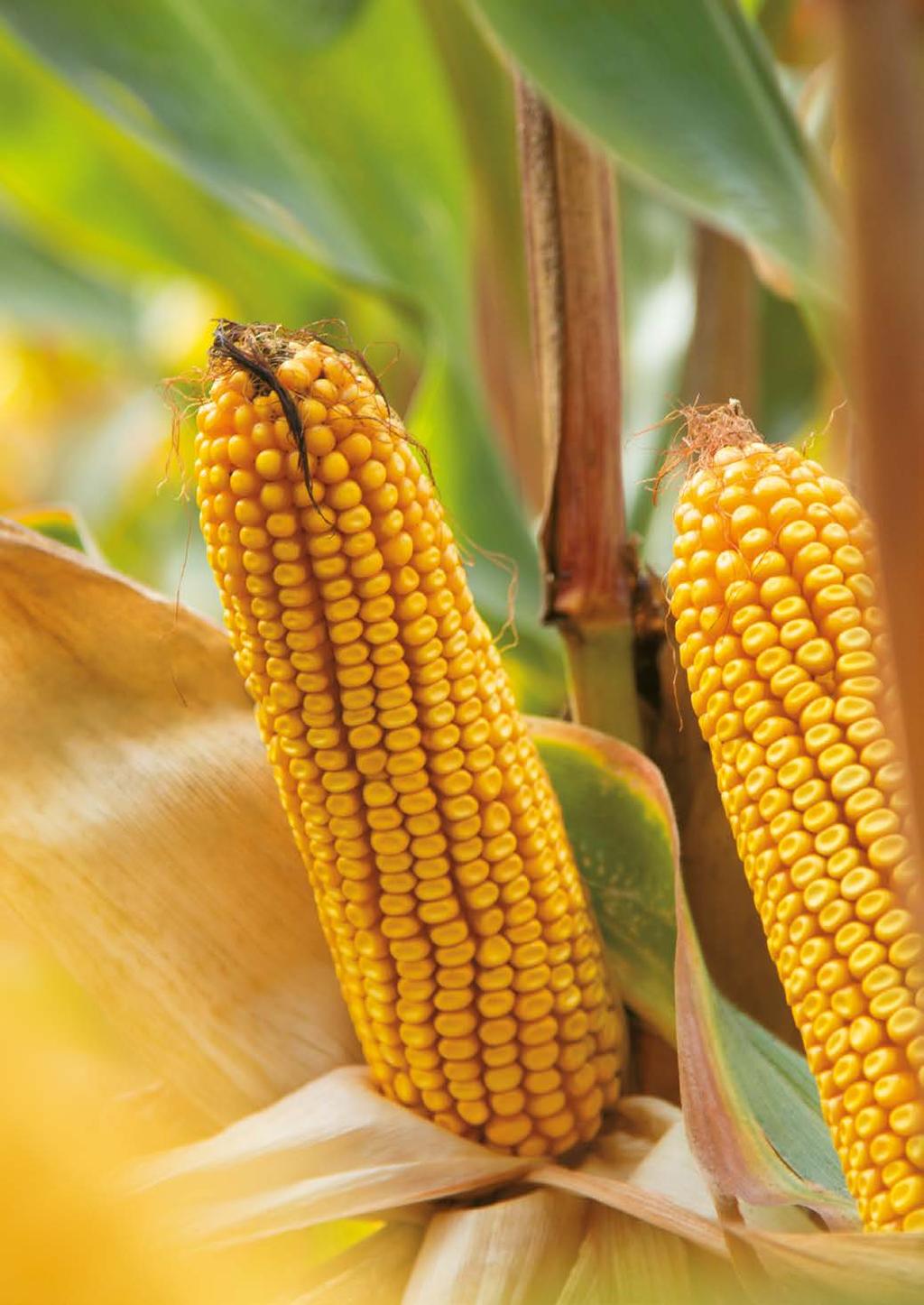 Kukorica *** A saatbau linz ma már saját kukorica nemesítési programmal és hibridekkel is rendelkezik. Konszern szinten több mint 800 000 zsák kukorica vetőmagot értékesítünk.