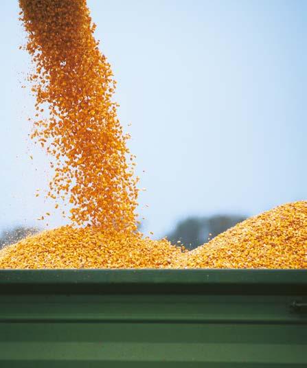 fajtakatalógus kukorica FAO 350 LÓFOGÚ ARVEDO A stabil termésű magas terméspotenciál vékony szár, de jó szárszilárdság kiváló ellenálló-képesség, különösen szárfuzáriummal szemben alacsony