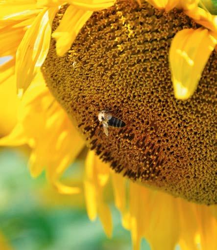 napraforgó-kapitány magas kaszattermés rezisztens lisztharmatra és szádor rasszokra stabil szár, nem törik, és nem dől meg hagyományos hibid OLAJNAPRAFORGÓ FLORASUN (DS-6) IMI toleráns, a szádor A-F