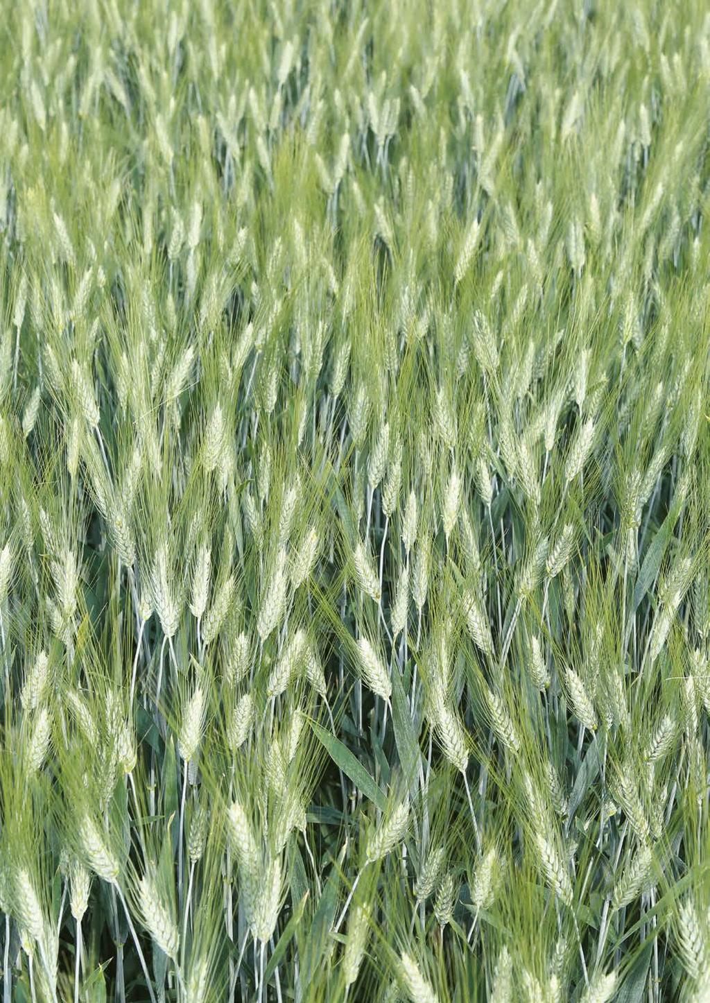 TOVÁBBI TAVASZI FAJTÁK *** A vetésterület szempontjából a tavaszi vetésű gabonafélék nem tartoznak a legnagyobbak közé, de a saatbau linz ezen a területen is számos fajtával rendelkezik.