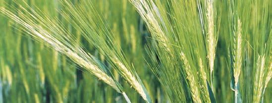 Syngenta Hibridárpa ajánlat A Syngenta hibridárpa programja (Hyvido TM ) az 1990-es évek elején indult az első szülővonalak kialakításával az Arizonai Egyetemen, ezt az angliai nemesítés követte.