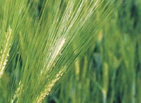 A Syngenta hibridárpa nemesítői programjának célkitűzése a hektáronként betakarított termés növelése mellett, egy jó alkalmazkodóképességgel bíró, időjárási szélsőségeket jól toleráló őszi árpa