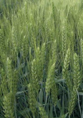 Syngenta Őszi búza fajtaajánlat A Syngenta jelenlegi fajtaszortimentjének legnagyobb szemtermést adó, malmi búzája.