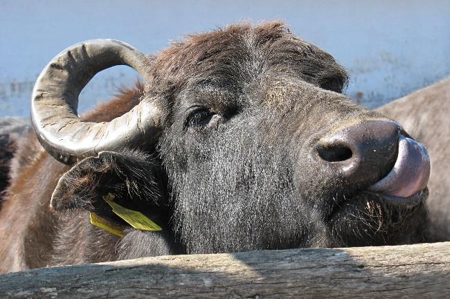 Kopek Annamária osztályvezető (Balaton-felvidéki Nemzeti Park Igazgatóság) - szakvezetők (BfNPI): Sárdy Julianna (Tihany, Tapolca, Szent