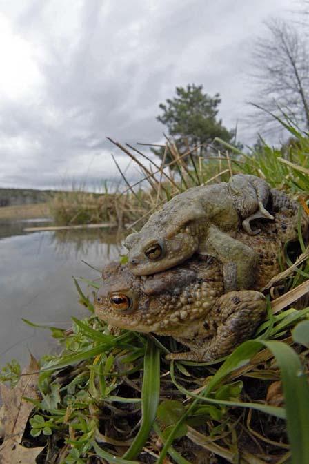 töltsék fel, mindenképp fényképpel, a megjegyzés rovatban jelezve az azonosítás bizonytalanságát!