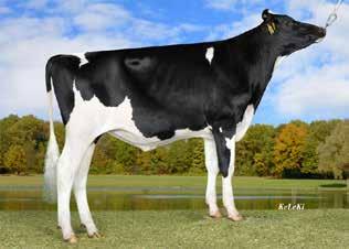VEENHUIZER JAMESON (Jetset x Balisto) Jameson Németország egyik legmagasabb tenyészértékkel (RZG 161) rendelkező bikája, a JETSET apaságúak közül a legjobb.