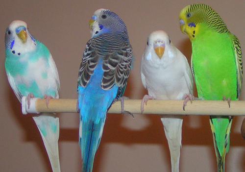 Hullámos papagáj Latin név: (Tudományos elnevezés) Melopsittacus undulatus Elterjedés: Ausztrália Feln?ttkori méret:: 18 cm Várható életkor: 10? 15 év Feje elüls?