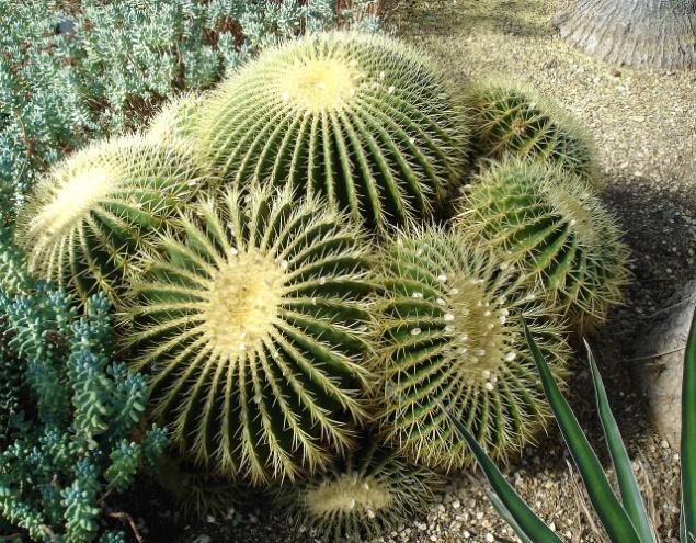 Óriás sünkaktusz Az óriás sünkaktusz bemutatása Az óriás sünkaktusz Mexikóból származó, nagyméretű gömbformájú kaktuszfajta. Sűrűn borítják, tövispárnákban csoportosuló sárgás tövisek.