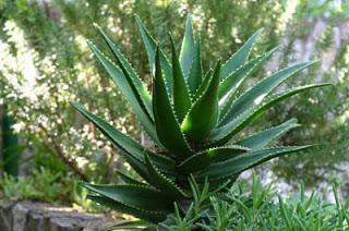 Növényportrék - Pozsgások Aloé 2 Az Aloé a liliomfélék családjába tartozó, Dél-Afrikából származó növény. Nyáron meleg, napos, míg télen hűvös (10 fok) környezetet igényel.