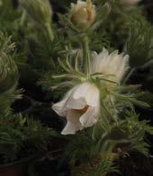 SUBULATA 'AUREA' (ARANY