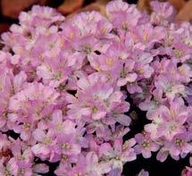 ARMERIA MARITIMA ARMADA WHITE